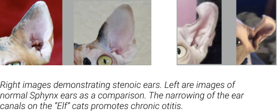 Sphynx Breed Mixes and Associated Health Risks