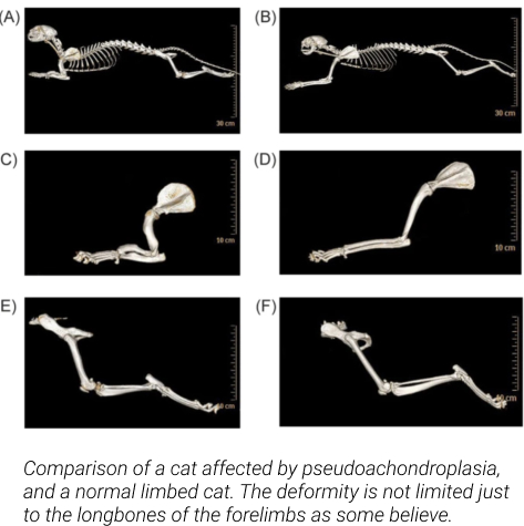 Sphynx Breed Mixes and Associated Health Risks