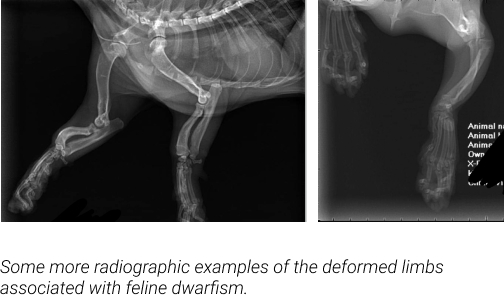 Sphynx Breed Mixes and Associated Health Risks