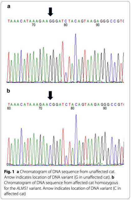 A deleterious mutation in the ALMS1 gene in a naturally occurring model of hypertrophic cardiomyopathy in the Sphynx cat