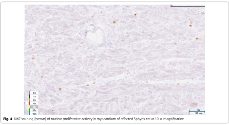 A deleterious mutation in the ALMS1 gene in a naturally occurring model of hypertrophic cardiomyopathy in the Sphynx cat